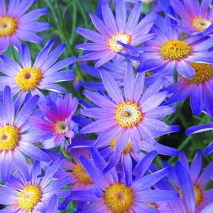 Meet your Posher, Brigitte